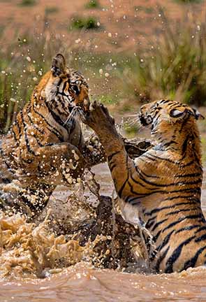 Wildlife Tour Packages India